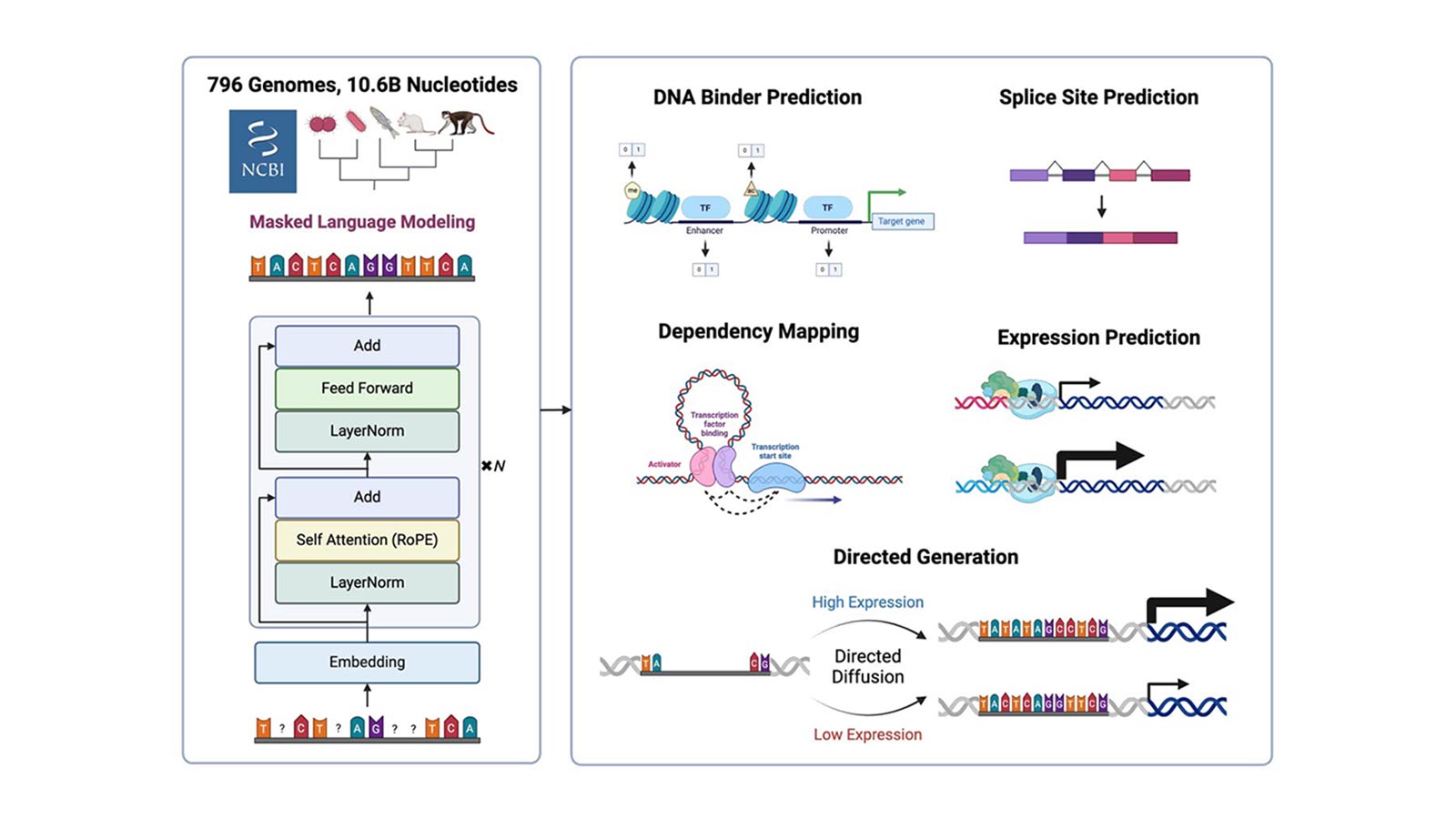 Language models applied to protein sequences have become a panacea, enabling therapeutics development, materials engineering, and core biology research. De- spite the successes of protein language models, genome language models remain nascent. Recent studies suggest the bottleneck is data volume or modeling context size, since long-range interactions are widely acknowledged but sparsely anno- tated. However, it may be the case that even short DNA sequences are modeled poorly by existing approaches, and current models are unable to represent the wide array of functions encoded by DNA. To study this, we develop AIDO.DNA, a pretrained module for DNA representation in an AI-driven Digital Organism [1]. AIDO.DNA is a seven billion parameter encoder-only transformer trained on 10.6 billion nucleotides from a dataset of 796 species. By scaling model size while maintaining a short context length of 4k nucleotides, AIDO.DNA shows sub- stantial improvements across a breadth of supervised, generative, and zero-shot tasks relevant to functional genomics, synthetic biology, and drug development. Notably, AIDO.DNA outperforms prior encoder-only architectures without new data, suggesting that new scaling laws are needed to achieve compute-optimal DNA language models. Models and code are available through ModelGenerator in https://github.com/genbio-ai/AIDO and on Hugging Face.