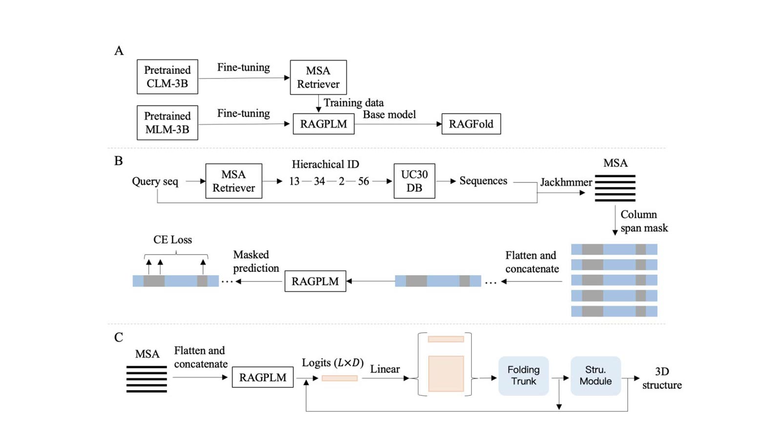 The advent of advanced artificial intelligence technology has significantly accelerated progress in protein structure prediction. AlphaFold2, a pioneering method in this field, has set a new benchmark for prediction accuracy by leveraging the Evoformer module to automatically extract co-evolutionary information from multiple sequence alignments (MSA). However, the efficacy of structure prediction methods like AlphaFold2 is heavily dependent on the depth and quality of the MSA. To address this limitation, we propose two novel models, AIDO.RAGPLM and AIDO.RAGFold, which are pretrained modules for Retrieval-AuGmented protein language model and structure prediction in an AI-driven Digital Organism [1]. AIDO.RAGPLM integrates pre-trained protein language models with retrieved MSA, allowing for the incorporation of co-evolutionary information in structure prediction while compensating for insufficient MSA information through large-scale pretraining. Our method surpasses single-sequence protein language models in perplexity, contact prediction, and fitness prediction. We utilized AIDO.RAGPLM as the feature extractor for protein structure prediction, resulting in the development of AIDO.RAGFold. When sufficient MSA is available, AIDO.RAGFold achieves TM-scores comparable to AlphaFold2 and operates up to eight times faster. In scenarios where MSA is insufficient, our method significantly outperforms AlphaFold2 (ΔTM-score=0.379, 0.116 and 0.059 for 0, 5 and 10 MSA sequences as input). Additionally, we developed an MSA retriever for MSA searching from the UniClust30 database using hierarchical ID generation, which is 45 to 90 times faster than traditional methods, and is used to expand the MSA training set for AIDO.RAGPLM by 32%. Our findings suggest that AIDO.RAGPLM provides an efficient and accurate solution for protein structure prediction.